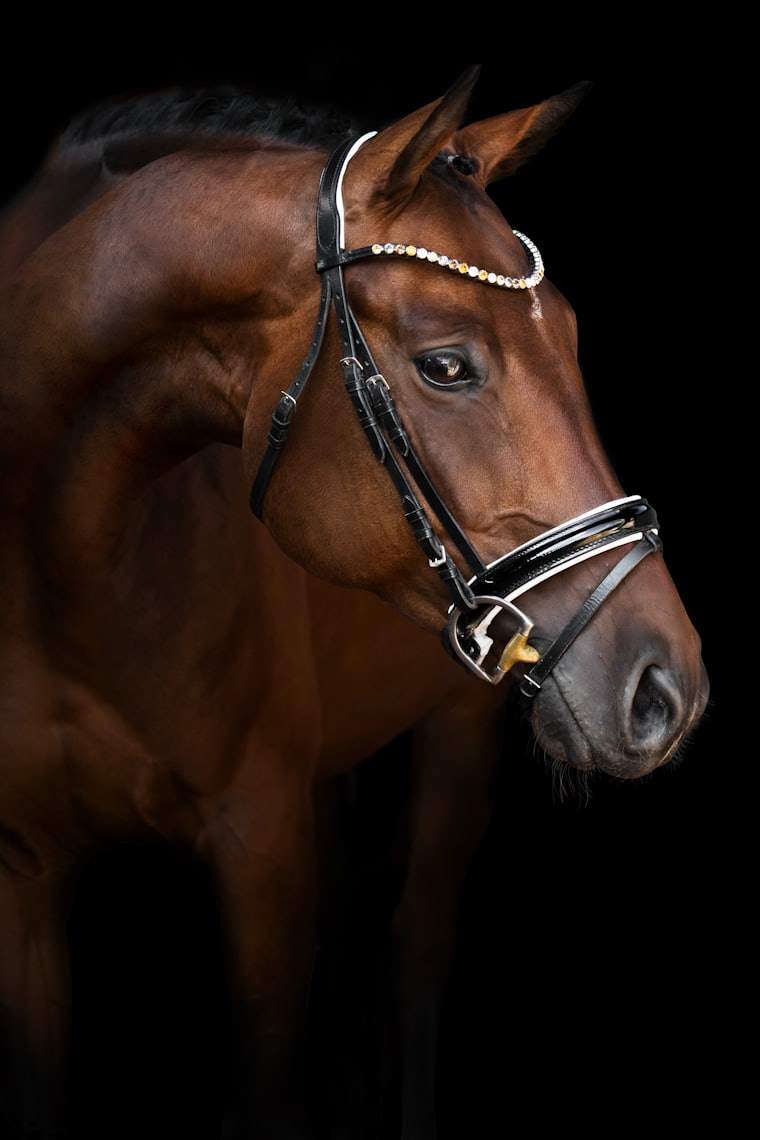 Paardenwelzijn
