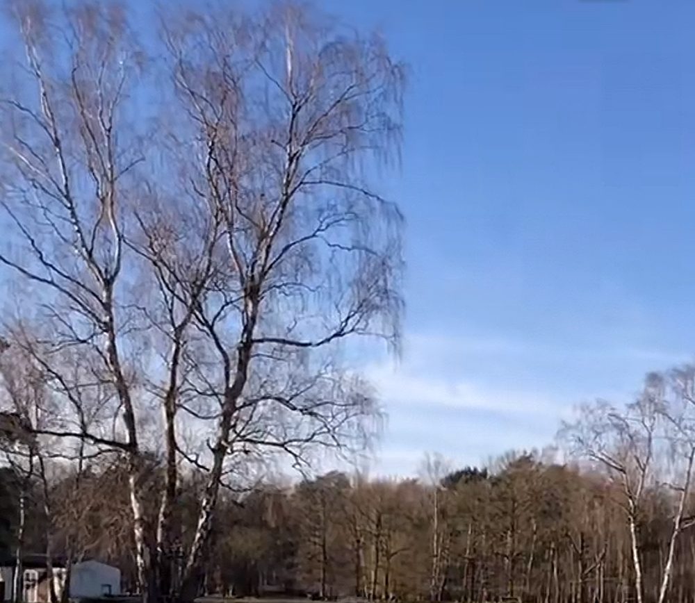 De weiden en berken van het domein in Hoogboom