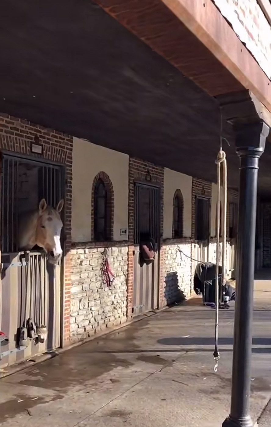 Paard rustig in de ruime, propere box van St. Hubert, Hoogboom